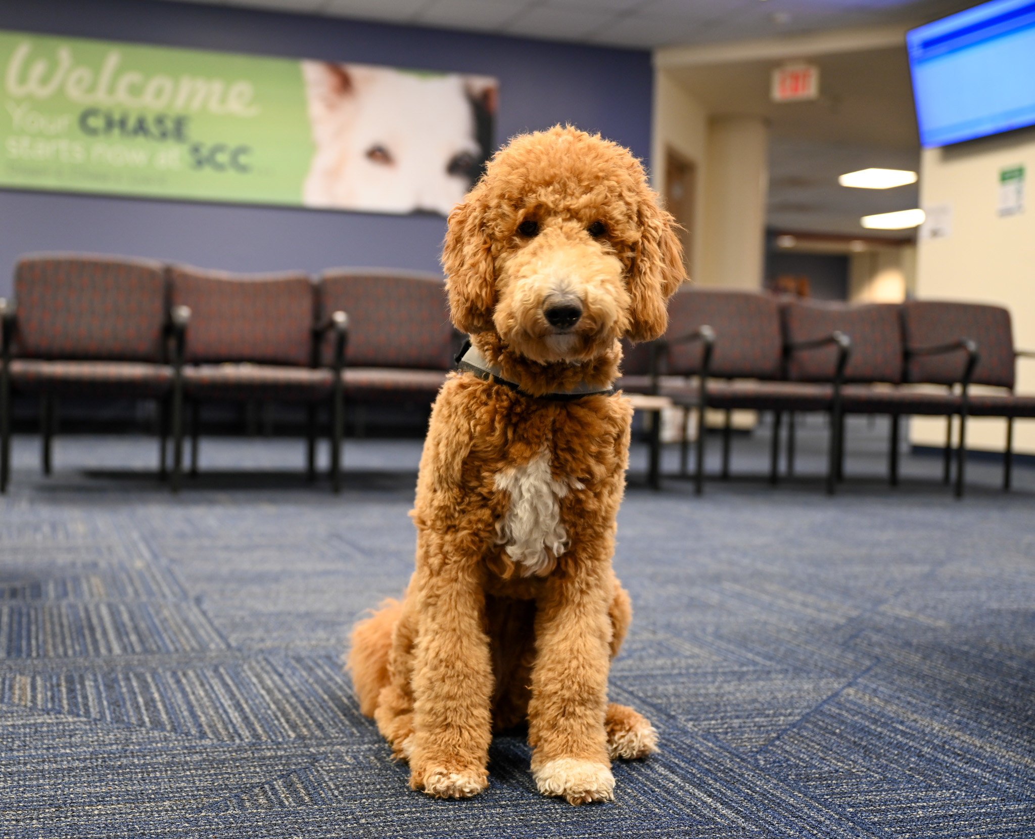 Maggie the Therapy Dog