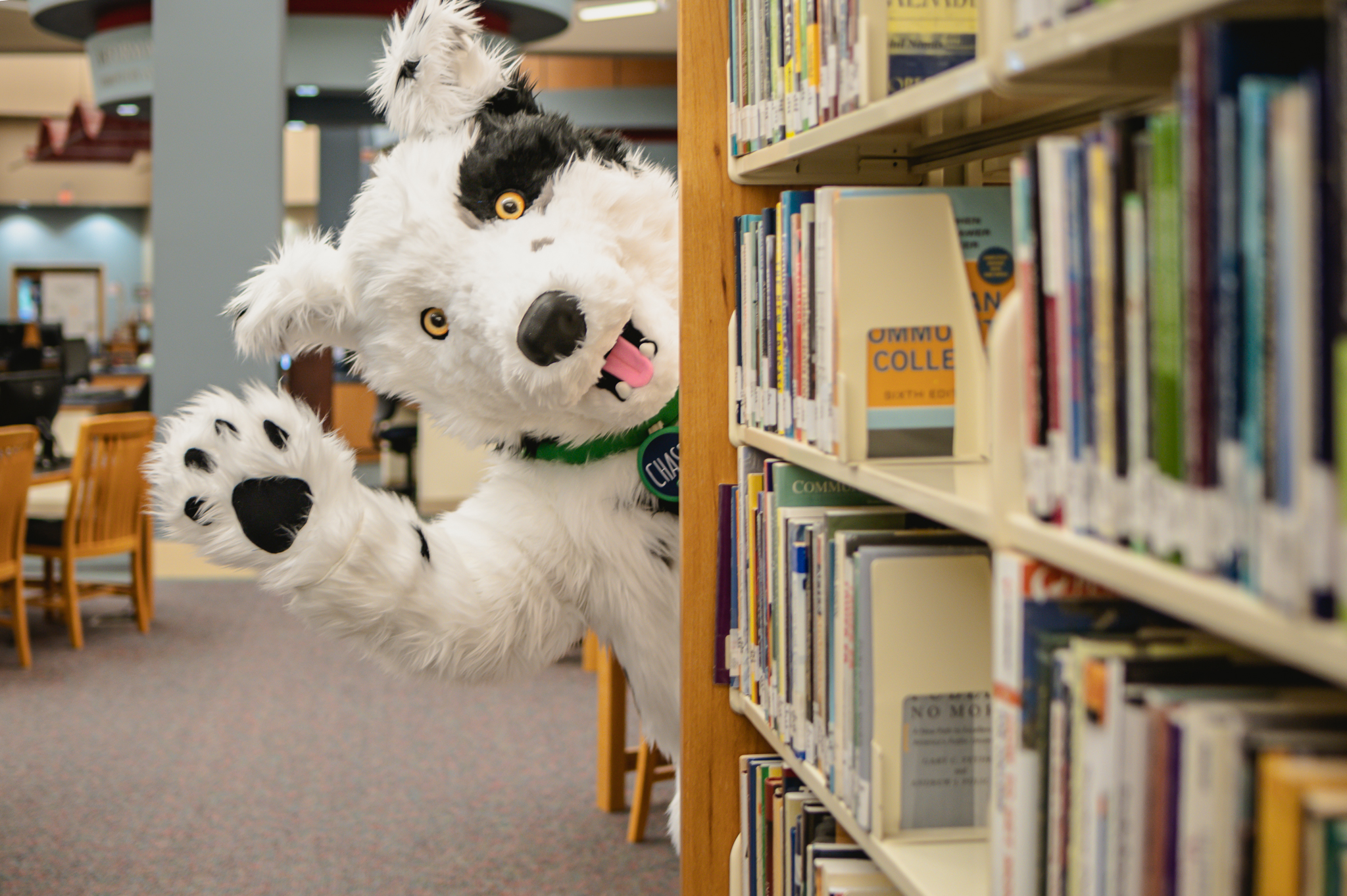 Chaser the mascot waves hello behind a bookshelf in SCC's library.